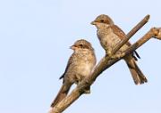 Neuntoeter - Red-backed Shrike  (Lanius collurio)
